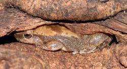 146-Litoria electrica